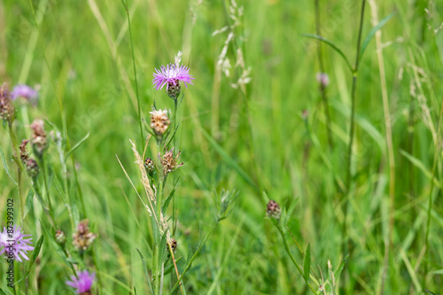 Blume in der Wiese