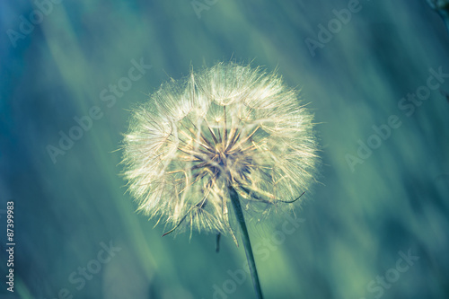    Abstract dandelion flower background  extreme closeup. Big dandelion on natural background. Art photography 