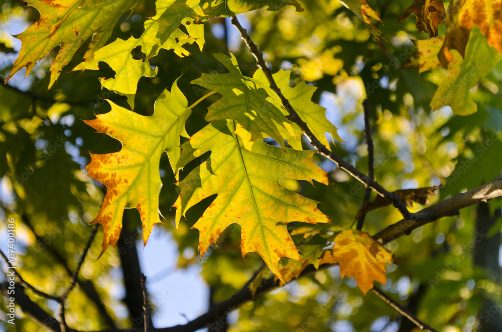 Fototapeta premium The Fall coming soon in vibrant colors