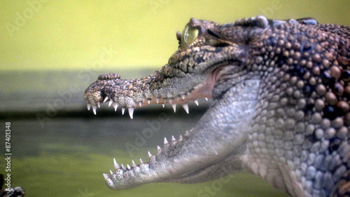 Crocosaurus Cove Darwin