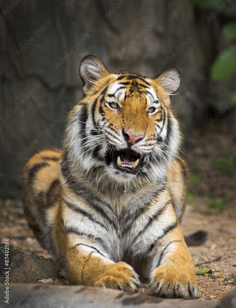 Naklejka premium young sumatran tiger