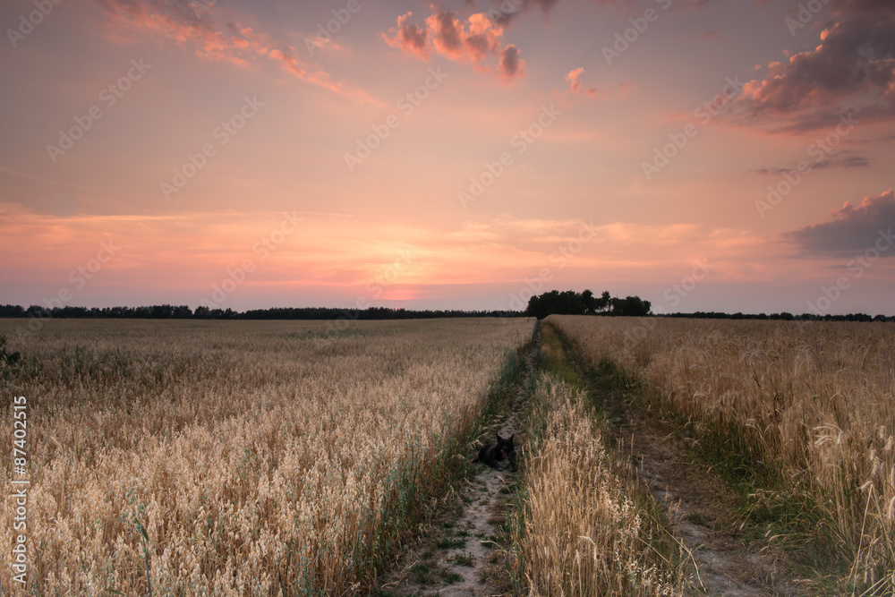 Дорога в поле в лучах заката