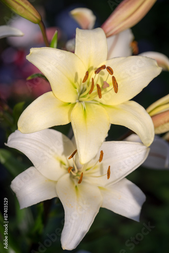 Two yellow lily flowers in the garden © elen31