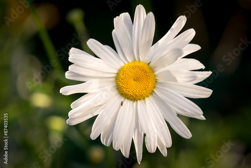 White chamomile flower growing over the blurred natural background photo