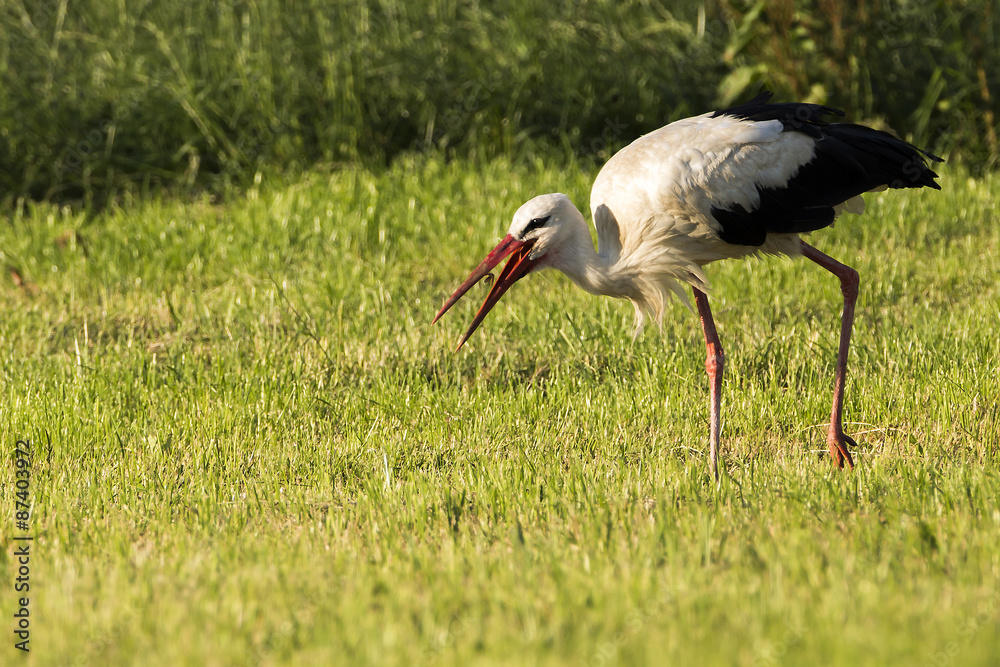 Fototapeta premium Storch fängt Insekten