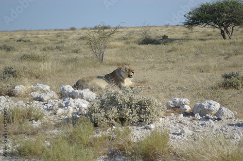 Ein Löwe im Etosha-Park