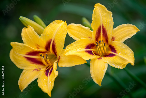 Fototapeta Naklejka Na Ścianę i Meble -  two beautiful hemerocallis, yellow flower