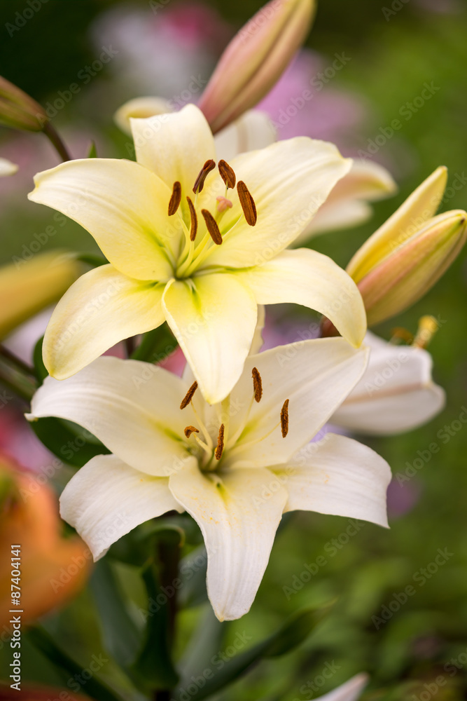 Two yellow lily flowers in the garden