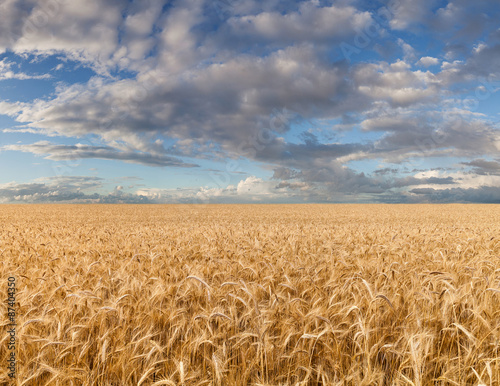 Ripe wheat field under cloudy sky