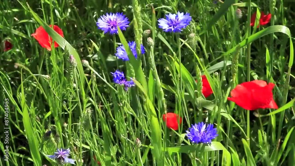 Cornfield with cornflowers and poppies on the island of Rügen Cornfield with cornflowers and poppies on the island of Rügen