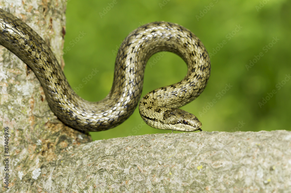 Obraz premium Smooth snake in natural habitat / Coronella austriaca
