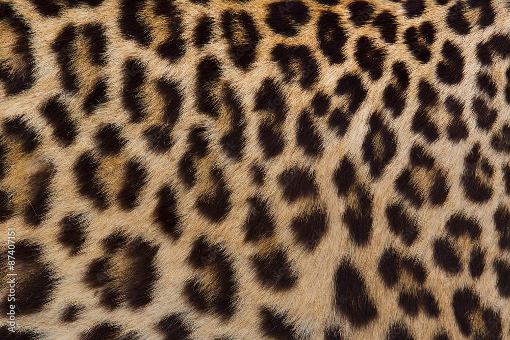 Jaguar, leopard and ocelot skin texture Jaguar, leopard and ocelot skin texture