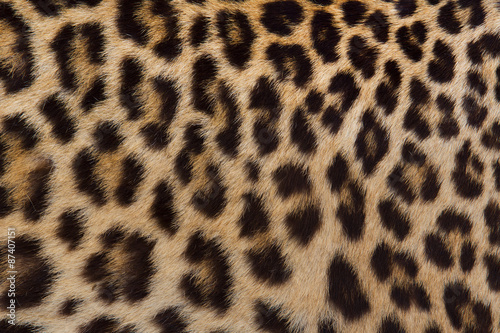 Jaguar, leopard and ocelot skin texture © titipong8176734
