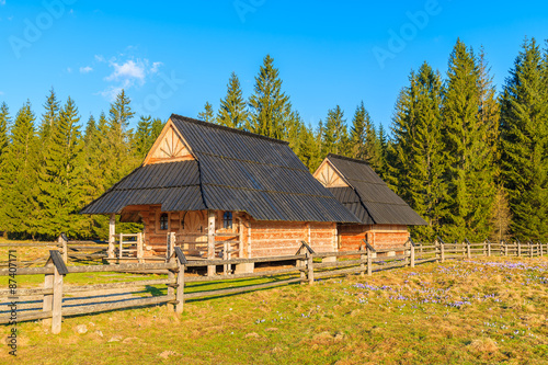 Wooden huts on pasture with blooming crocus flowers in Chocholowska valley, Tatra Mountains, Poland