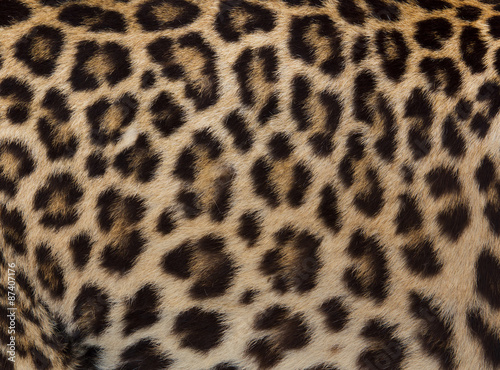 Jaguar, leopard and ocelot skin texture © titipong8176734