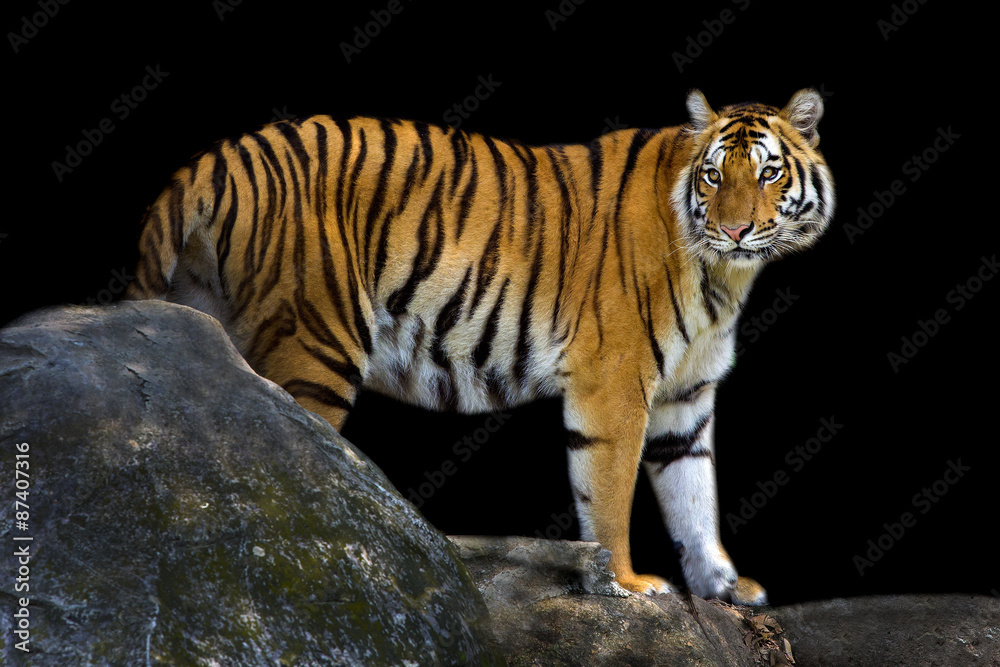 Fototapeta premium young sumatran tiger
