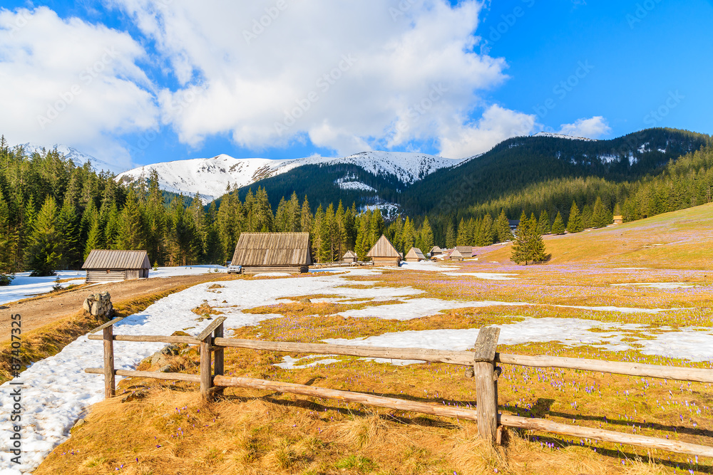 Wooden fence on meadow with blooming crocus flowers in Chocholowska valley and huts in background, Tatra Mountains, Poland