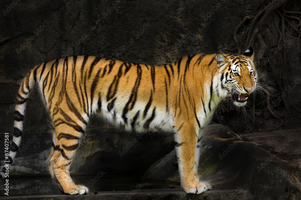 young sumatran tiger