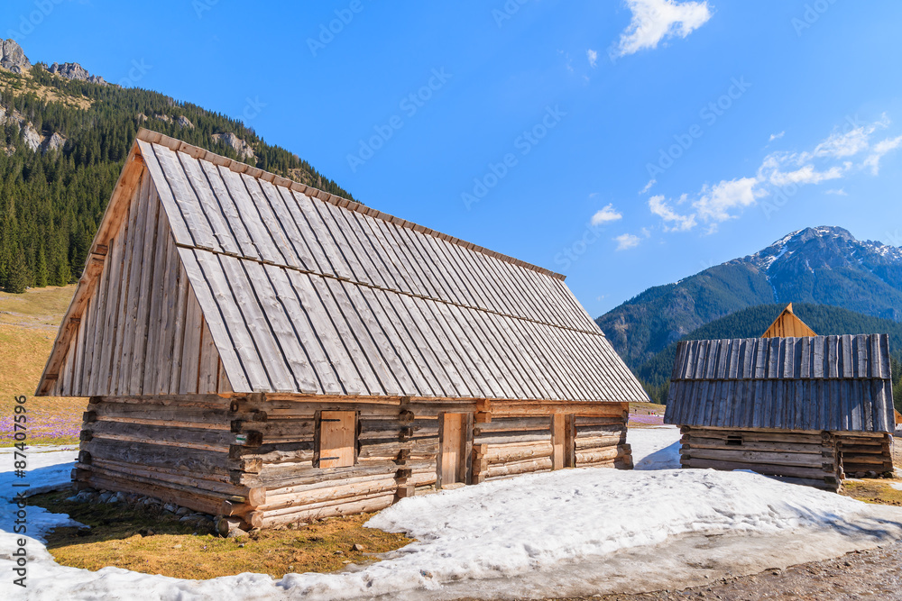 Wooden hut on pasture with blooming crocus flowers in Chocholowska valley, Tatra Mountains, Poland Wooden hut on pasture with blooming crocus flowers in Chocholowska valley, Tatra Mountains, Poland