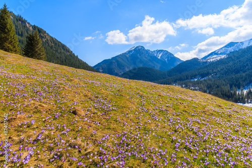 Meadow with blooming crocus flowers in Chocholowska valley in spring  Tatra Mountains  Poland