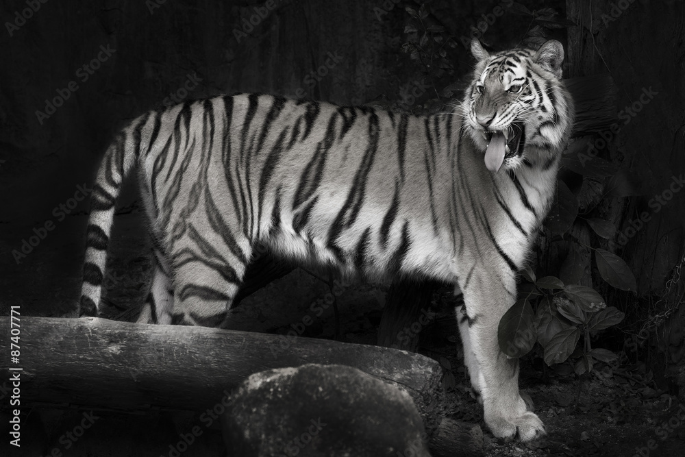 Fototapeta premium young sumatran tiger