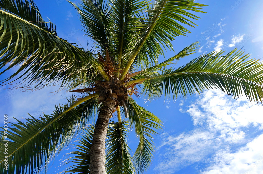 Obraz premium Пальма на фоне голубого неба