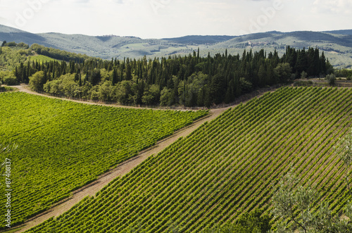 vineyards of Chianti, Italy