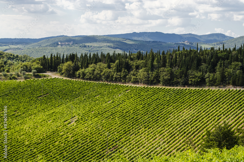 vineyards in the area of Chianti