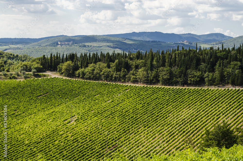 vineyards in the area of Chianti vineyards in the area of Chianti