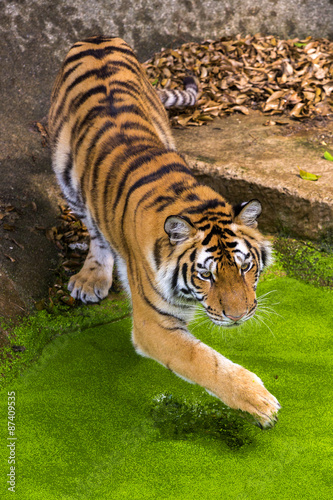 young sumatran tiger