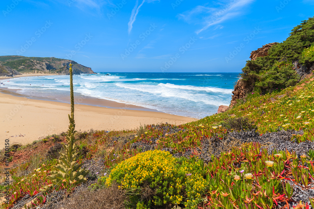 Spring flowers on Praia do Amado beach, famous place for surfing, Algarve region, Portugal