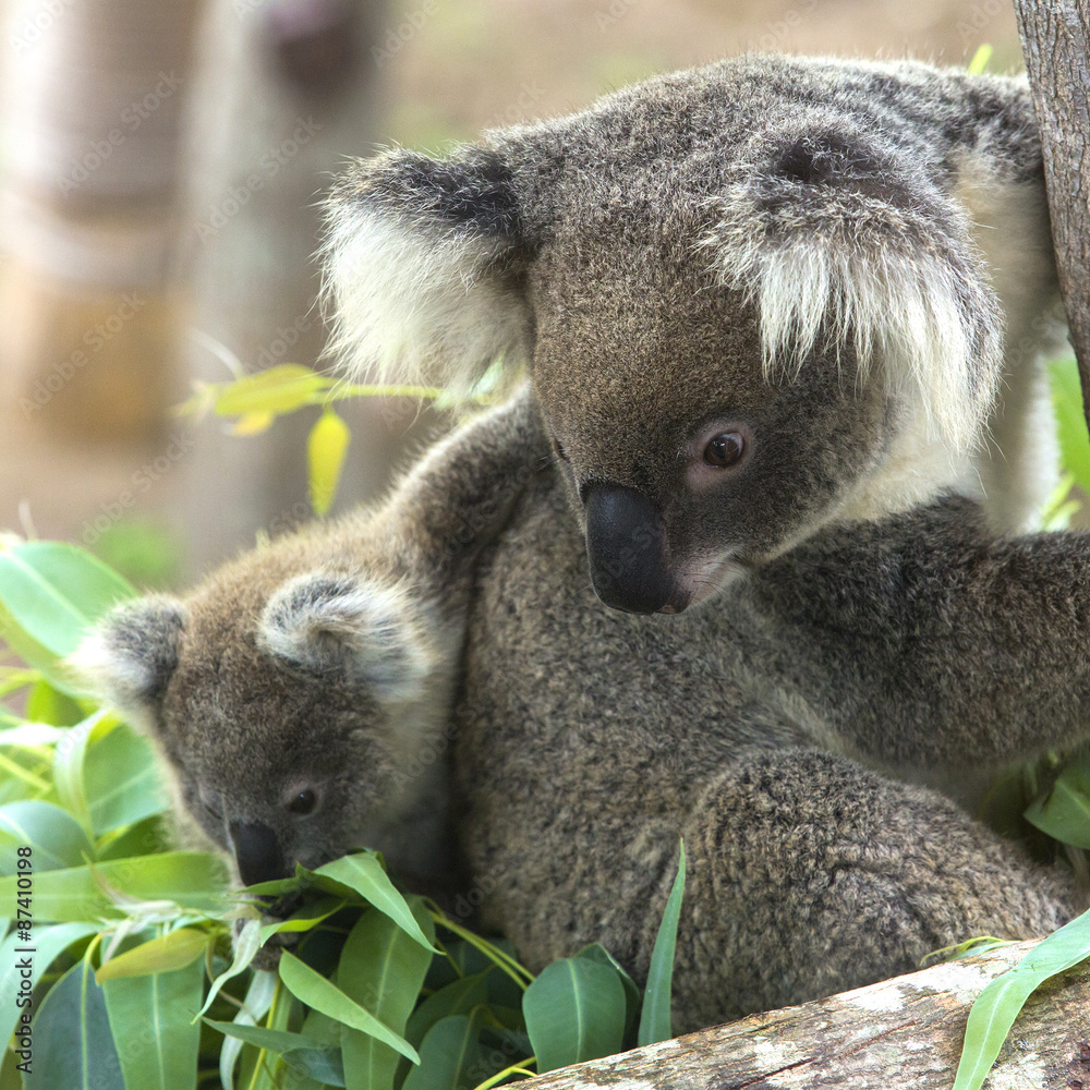 Naklejka premium koala bear in the zoo