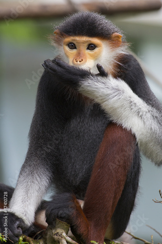 Pygathrix nemaeus cute photo