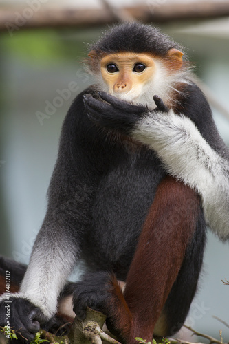 Pygathrix nemaeus cute photo