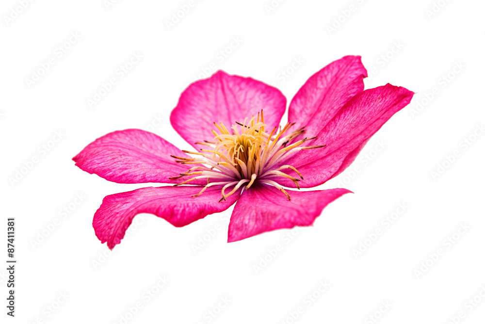 flower isolated flower isolated
