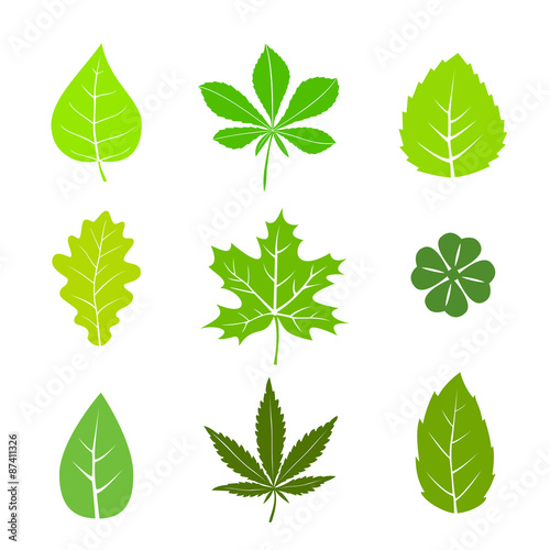 Summer leaves set