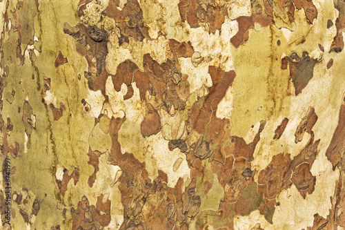 Tree bark