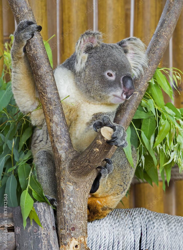 koala bear in the zoo koala bear in the zoo