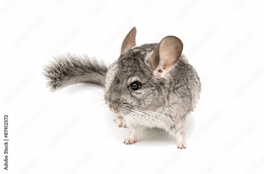 Obraz premium Chinchilla