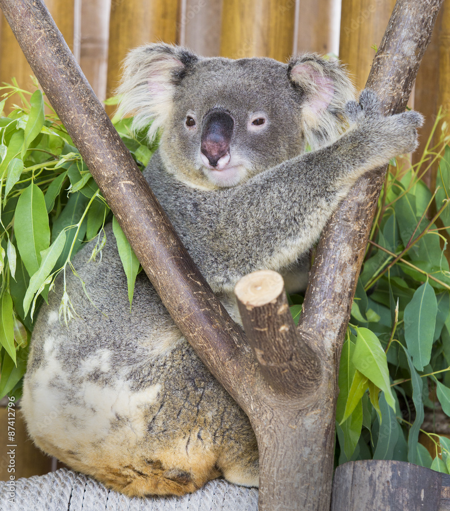 Fototapeta premium koala bear in the zoo