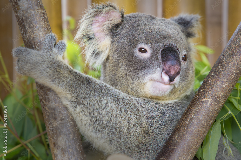Fototapeta premium koala bear in the zoo