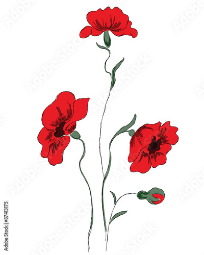 Fototapeta Naklejka Na Ścianę i Meble -  red poppies on a white background