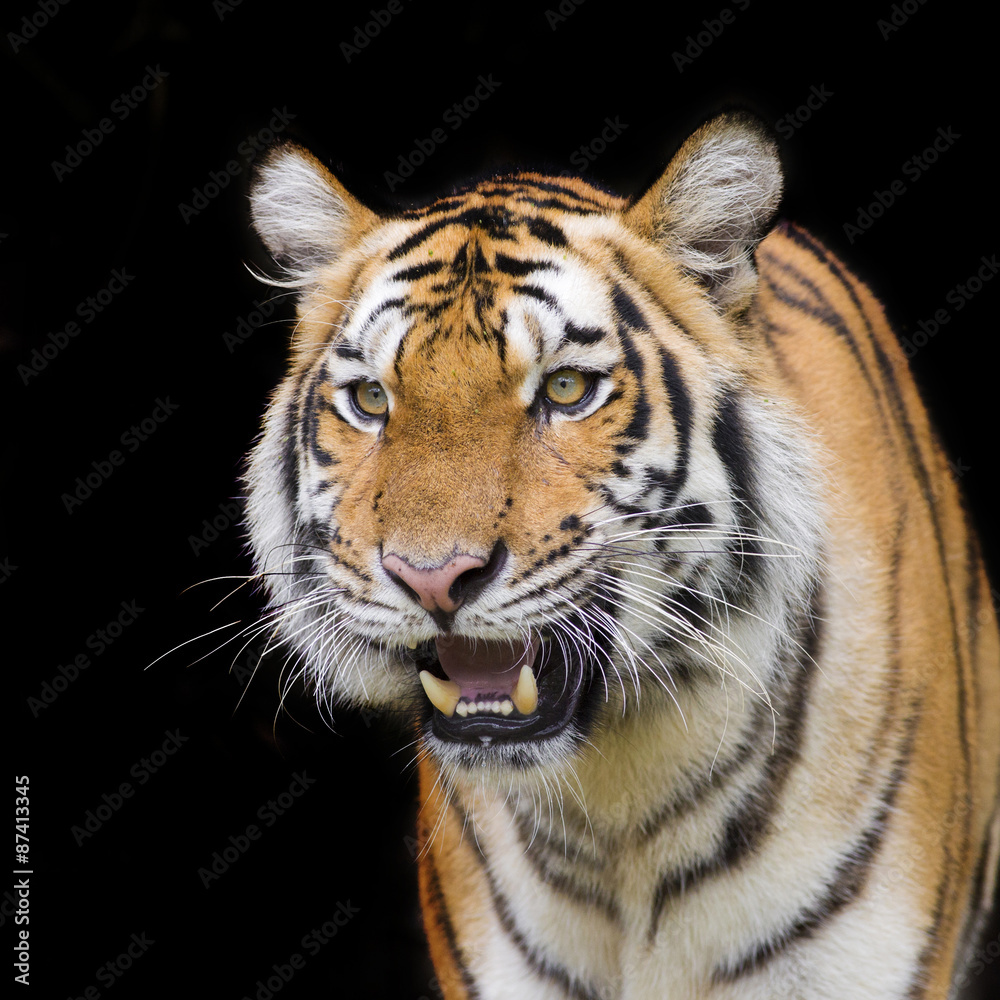 Tiger Sumatran