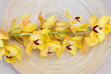 Yellow cymbidium orchids on wood plate