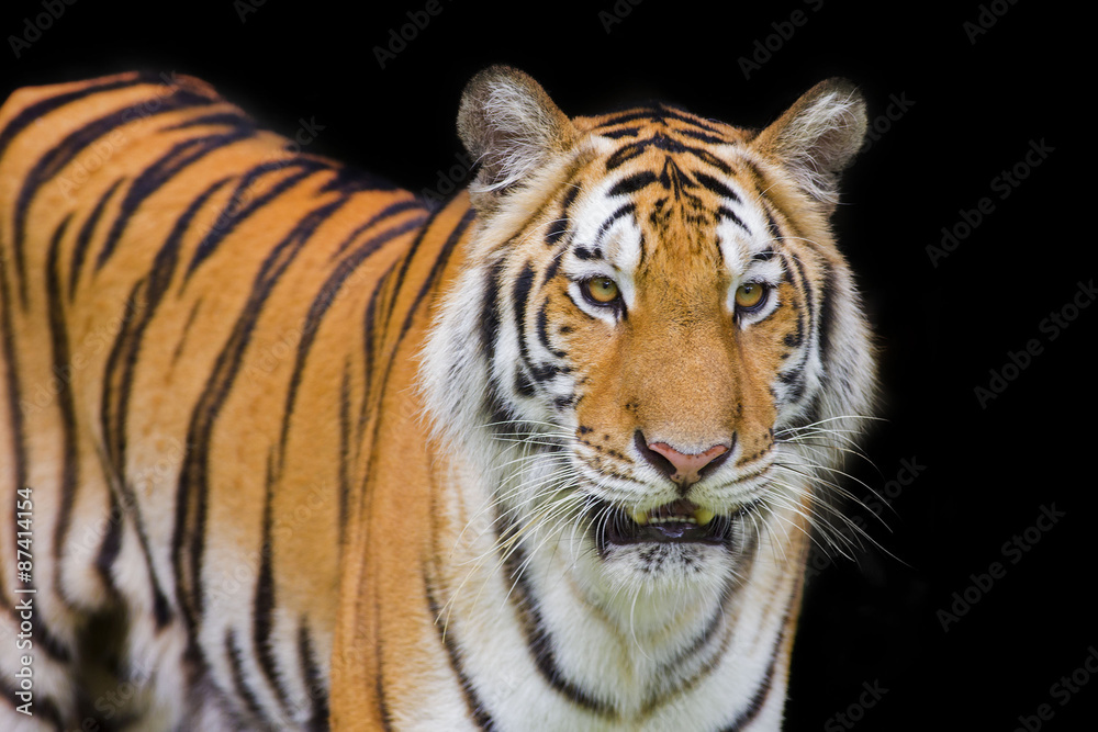 Tiger Sumatran Tiger Sumatran