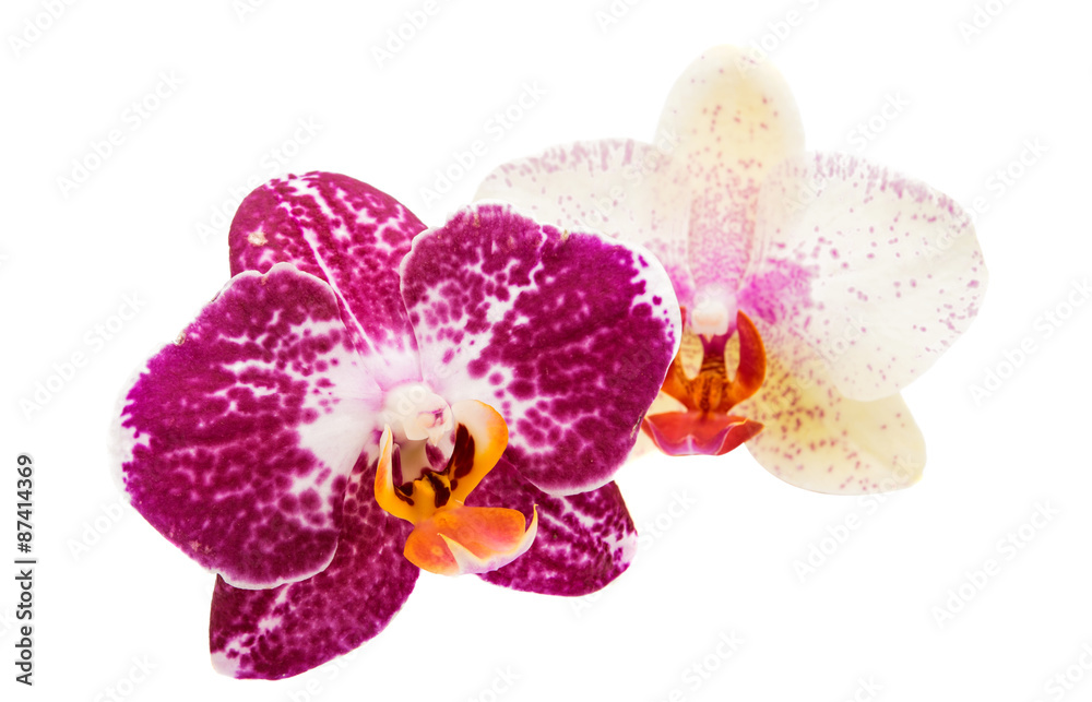 orchid flower