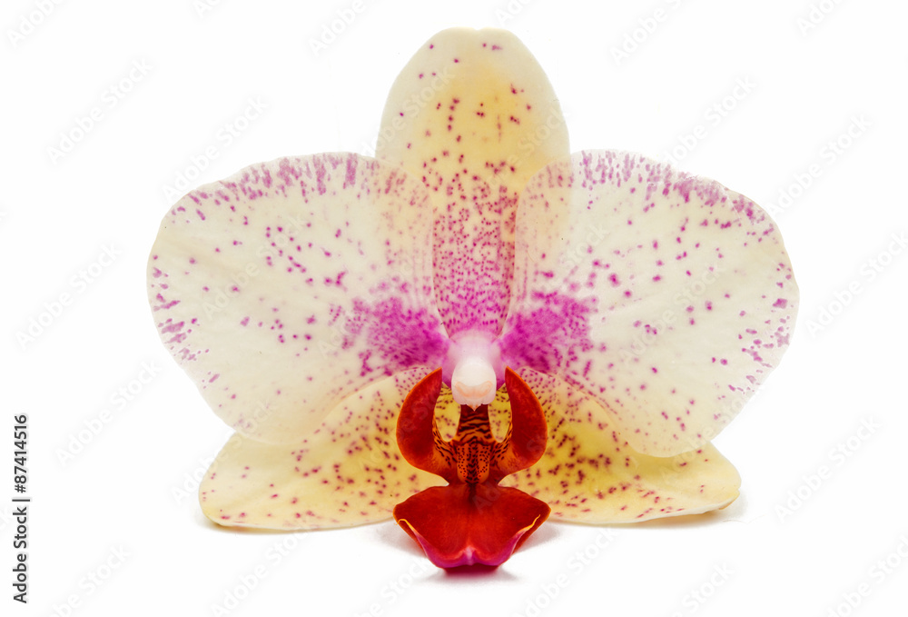 Fototapeta premium orchid flower
