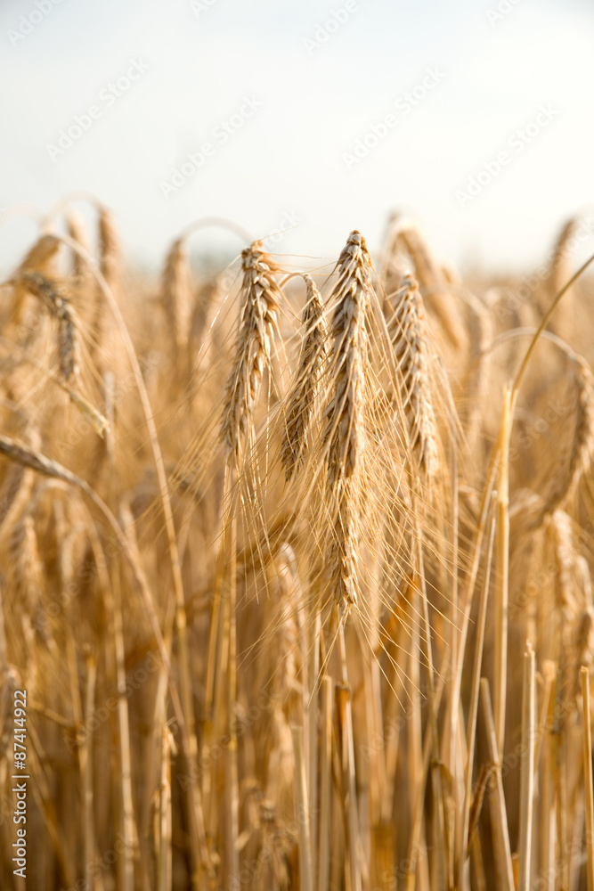 Fototapeta premium Getreidefeld