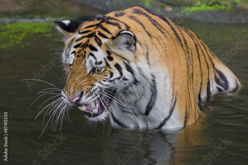 Tiger Sumatran