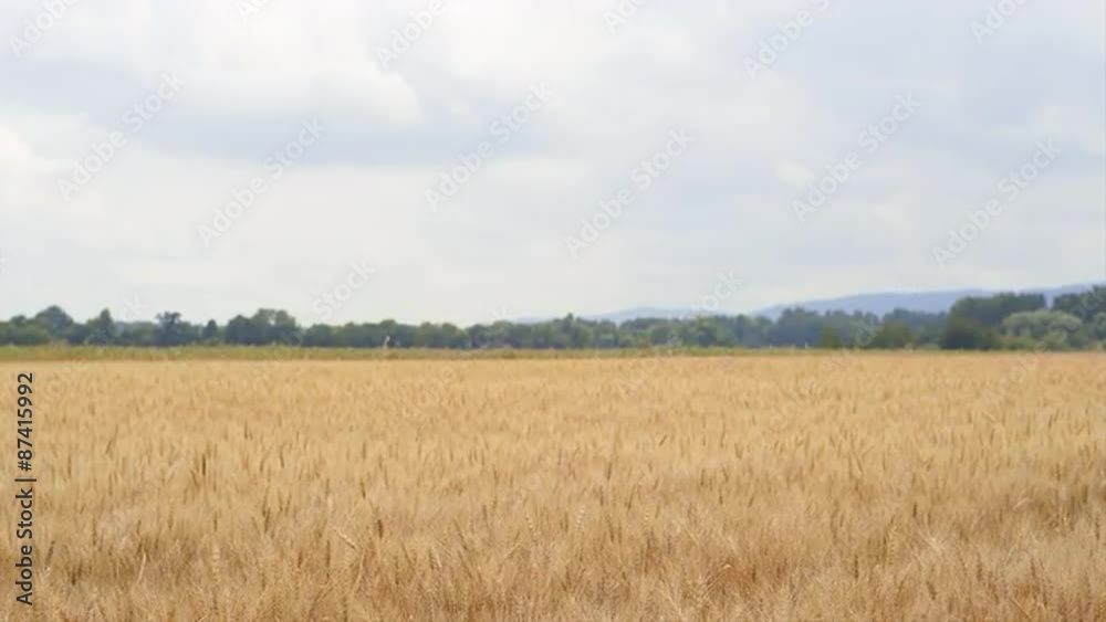 Beautiful Brunette Runs Through a Wheat Field Beautiful Brunette Runs Through a Wheat Field